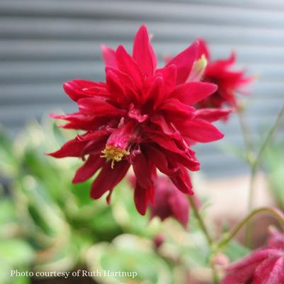 Aquilegia vulgaris 'Ruby Port' 
