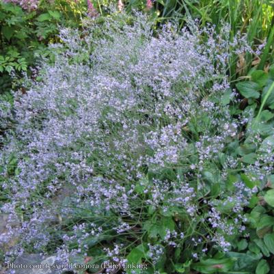 Limonium latifolium 