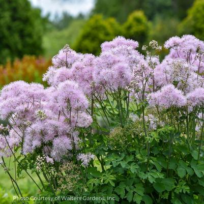 Thalictrum aquilegifolium Cotton Candy