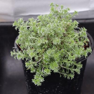 Artemisia frigida Silver Eagle