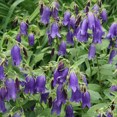 Campanula Kent Belle