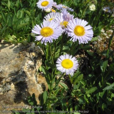 Erigeron pulchellus 