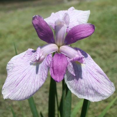 Iris ensata Fortune