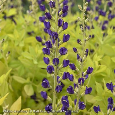Baptisia Golden Anniversary