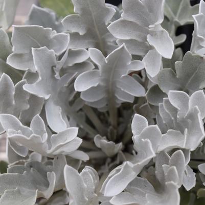 Centaurea ragusina Silver Swirl