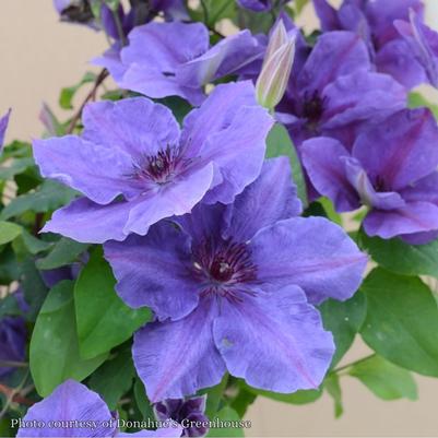 Clematis Ravel