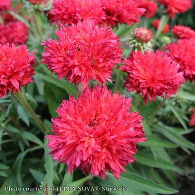 Echinacea Guatemala Gold