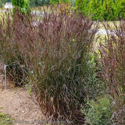 Andropogon gerardii Blackhawks