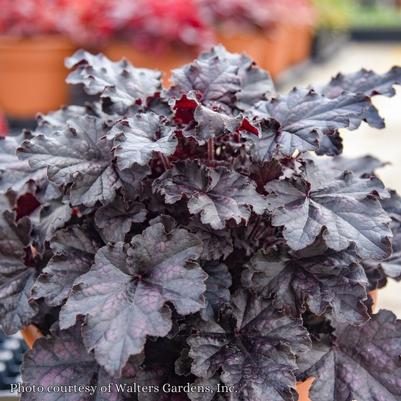 Heuchera Sultry Nights
