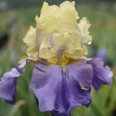 Iris germanica Edith Wolford