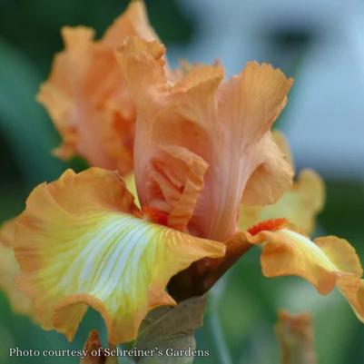 Iris germanica Great Balls of Fire