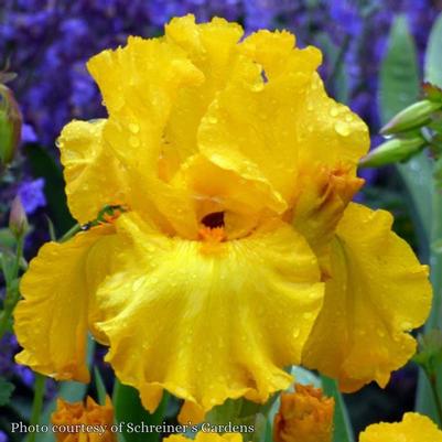 Iris germanica Here Comes the Sun