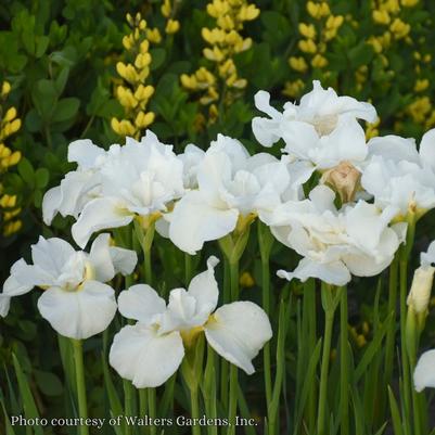Iris sibirica Swans in Flight