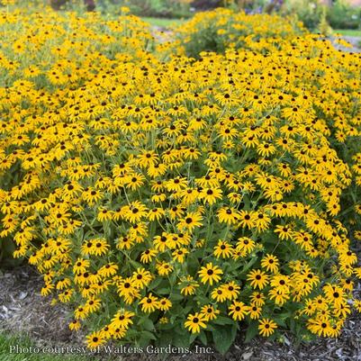 Rudbeckia Treasure Trove