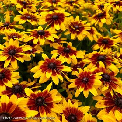 Rudbeckia hirta Minibeckia 'Flame'