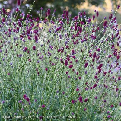 Sanguisorba Plum Drops