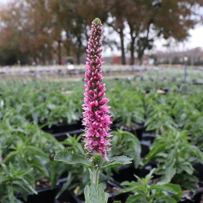Veronica longifolia Skyward Pink