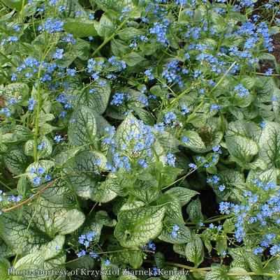 Brunnera macrophylla Sea Heart