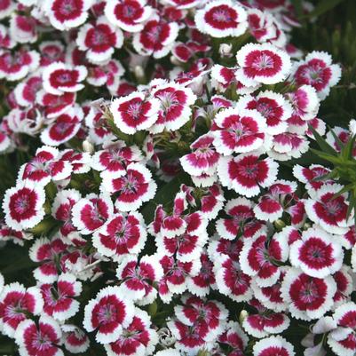 Dianthus barbatus Purple Picotee