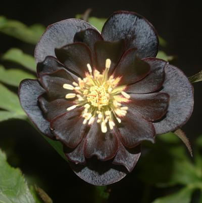 Helleborus Dark and Handsome