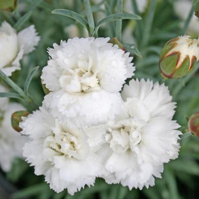 Dianthus Frosty