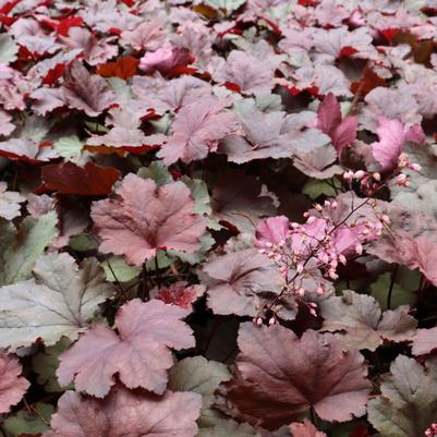 Heuchera villosa Magma