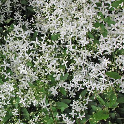 Clematis paniculata 