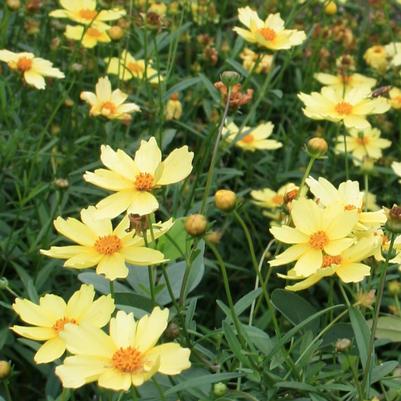 Coreopsis Full Moon