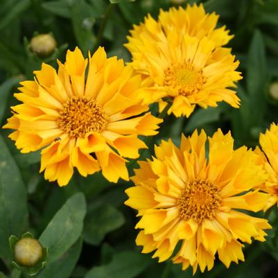 Coreopsis Jethro Tull