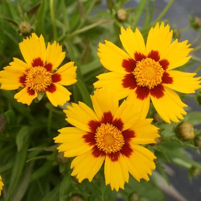 Coreopsis grandiflora Domino