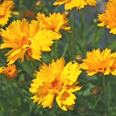 Coreopsis grandiflora Early Sunrise