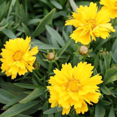 Coreopsis grandiflora Presto