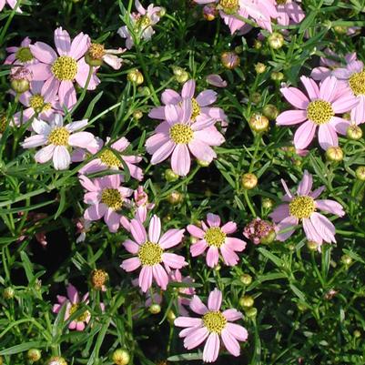 Coreopsis rosea American Dream