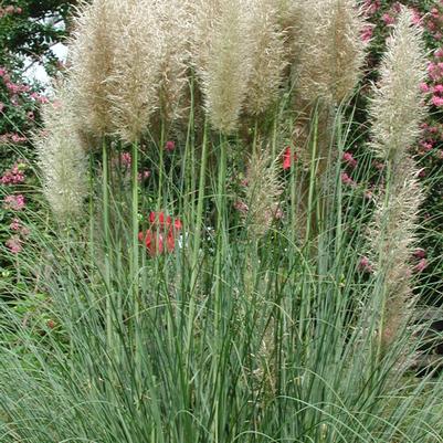 Cortaderia selloana Pumila