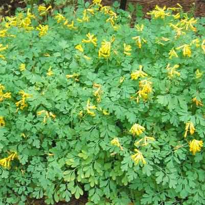 Corydalis lutea 