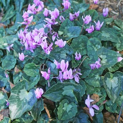 Cyclamen Hardy Mix hederifolium/coum