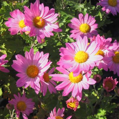 Chrysanthemum (Dendranthema) Celo's Pink