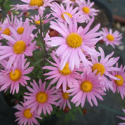 Chrysanthemum (Dendranthema) zawadskii Clara Curtis