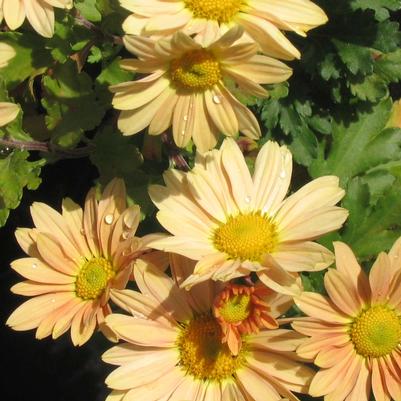 Chrysanthemum (Dendranthema) Yellow Sheffield
