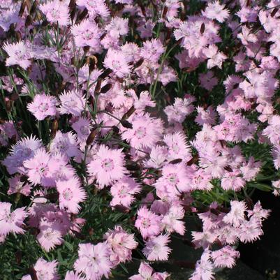 Dianthus gratianopolitanus Bath's Pink