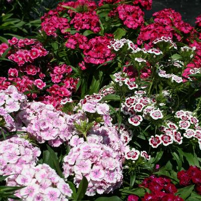 Dianthus barbatus Midget