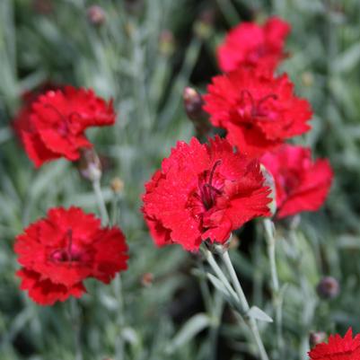 Dianthus allwoodii Frosty Fire