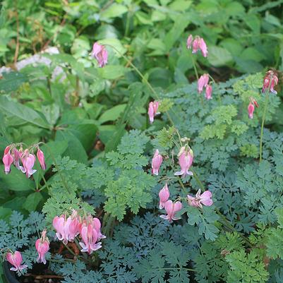 Dicentra King of Hearts