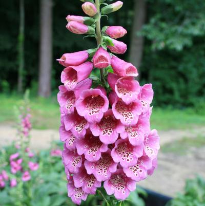 Digitalis purpurea Camelot Rose