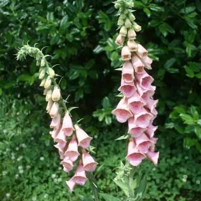 Digitalis mertonensis 