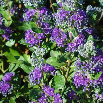 Caryopteris clandonensis Grand Bleu