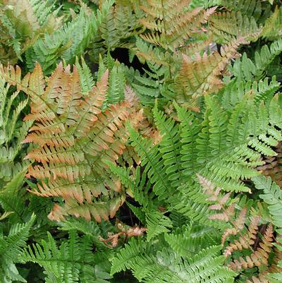 Dryopteris erythrosora Brilliance