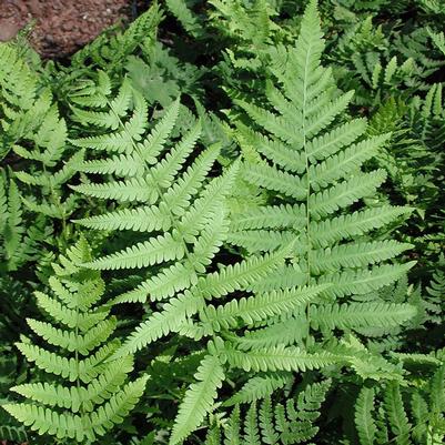 Dryopteris marginalis 