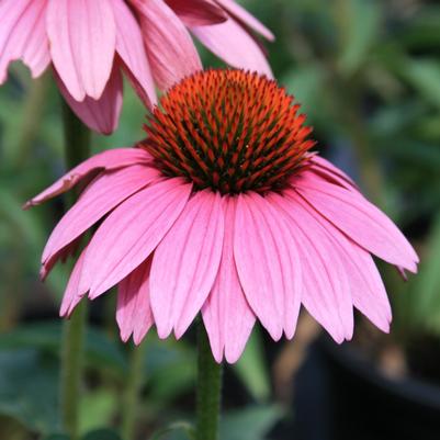 Echinacea purpurea Prairie Splendor