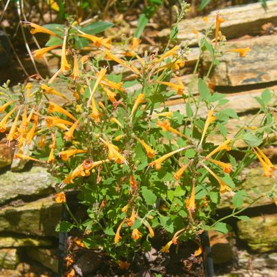 Agastache aurantiaca Apricot Sprite